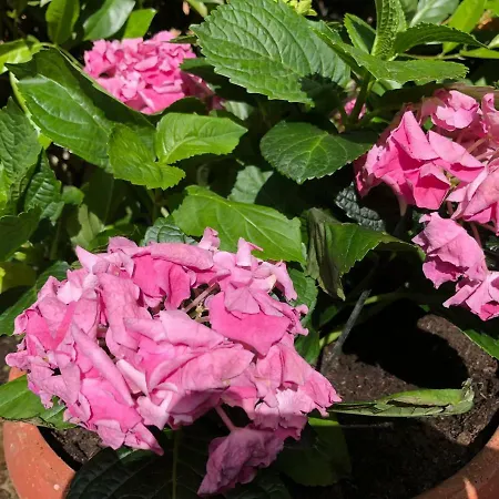 Garden Apartment Malinska