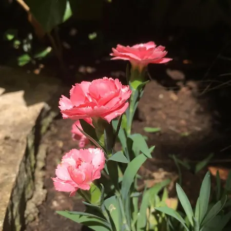 Garden דירה *