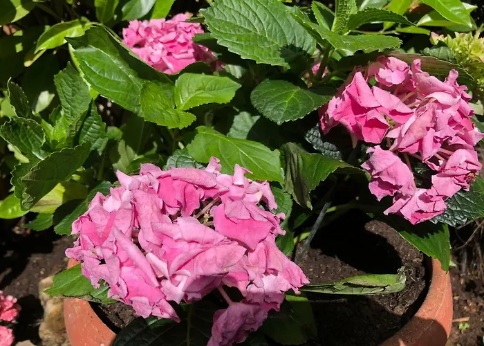 Garden דירה מאלינסקה