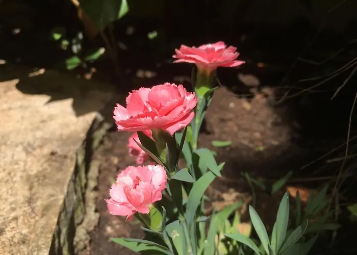 Garden Appartement *